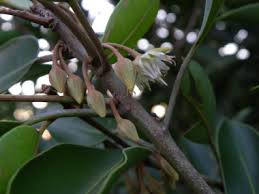 Image result for Manilkara obovata