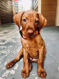 Maybe you would like to learn more about one of these? Pin On Puppy Fever