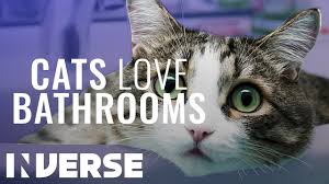 You may think that you are entitled to some alone time in this most private of places in your home, but your cat firmly disagrees. Why Does My Cat Follow Me To The Bathroom Detailed Answer