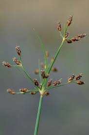 Image result for Fimbristylis quinquangularis
