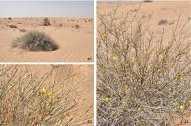 Image result for Neuradopsis