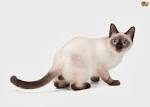 Available Siamese Kittens For Sale & Cats For Adoption