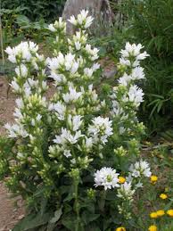 Campanula Glomerata Alba Moon Garden Plants Campanula