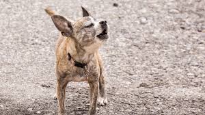You will find everything you need to make sure your furry friend is well taken care of. Why Do Dogs Howl The Dog People By Rover Com