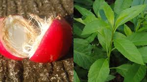 Buah mahkota dewa mangandung sejumlah unsur kimia yang dapat memberikan khasiat cukup baik untuk mengobati sejumlah penyakit. Beda Mahkota Dewa Dan Daun Dewa Jeng Ana Herbal