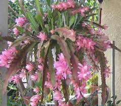 Giant white epiphyllum hylocereus orchid cactus huge flower 2 cuttings. Pin On Kaktuszok