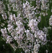 Die niedrigen sorten bilden schöne polster, aus. Weisser Polsterthymian Thymus Praecox Albiflorus