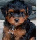 Yorkiepoo Puppies for Sale in PA | Yorkiepoo Puppy Adoptions