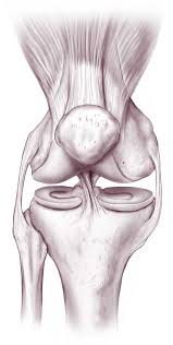 knee joint anatomy bones ligaments muscles tendons function