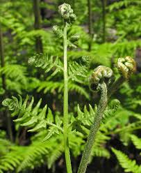 Image result for Pteridium aquilinum