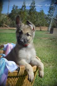 All our available puppies are registered and come with a health guarantee of 6 months dog breeds. Silver Sable German Shepherd Puppies
