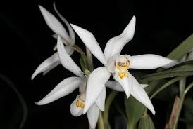 Image result for Aeranthes parkesii