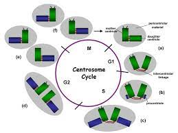 In animal cell cycle centriole duplicates during. Disjunction Of Conjoined Twins Cdk1 Cdh1 And Separation Of Centrosomes Cell Division Full Text