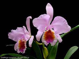 Cattleya Mossiae 2 Cattleya Orchid Photography Vanda Orchids