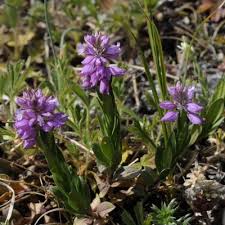 Image result for Polygala capillaris