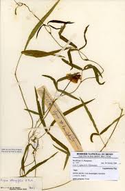 Image result for Vigna oblongifolia