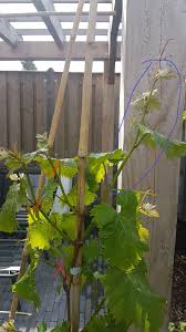 Image result for pruning grapes on a pergola