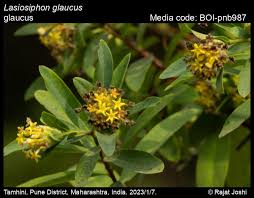 Image result for Gnidia chapmanii
