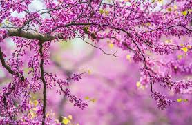 Download hd spring wallpapers best collection. Spring Scenes Wallpapers On Wallpaperdog