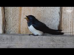 Det viser nye beregninger fra dansk ornitologisk forening, skriver bladet fugle & natur. Danmarks Fugle Video