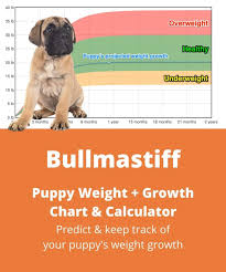 Braveheart bullmastiffs image by braveheartbullmastiffs.net. Bullmastiff Weight Growth Chart 2021 How Heavy Will My Bullmastiff Weigh The Goody Pet