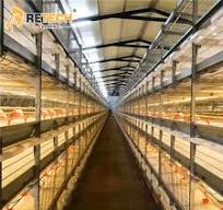 China OEM/ODM Supplier Battery Chicken Farm - China ...