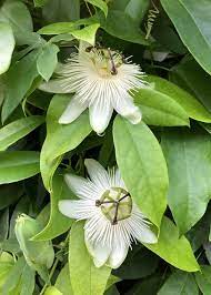 Plant Profile Passiflora Snow Queen The Frustrated Gardener Plants Passiflora Passion Flower