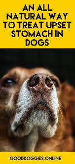 Best Natural Dog Stomach Remedies For Diarrhea Good Doggies Online Dog Upset Stomach Remedies Dog Upset Stomach Dog Remedies