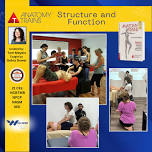 Anatomy Trains In Structure and Function