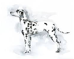 Black And White Spotted Dog Clipart Items Similar To Custom Dalmatian Art Watercolor Silhouette 8x10 On Etsy Dalmatian Watercolor Art Dog Skeleton