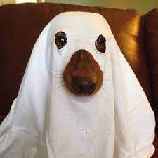 Ghost Halloween Para Perros Disfraz Para Perros Halloween Disfraces Para Perros