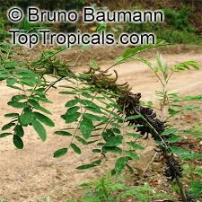 Image result for Indigofera