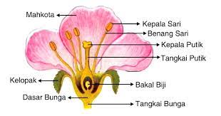 Sedangkan meiosis bertujuan untuk menghasilkan sel gamet (sel reproduksi) dengan sifat berbeda. Gambar Struktur Bunga Harian Nusantara