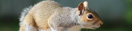 If squirrel removal is not done in a timely manner, it can lead to a number of possible disasters. Squirrel Control Removal Nassau County Long Island Ny