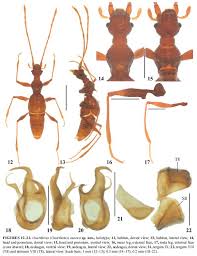 Image result for Actinoschoenus
