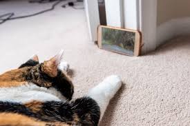 After being processed, we will arrange a meet with the pet at our facility in sanford. Enzian And Pet Rescue By Judy Team Up For Catvideofest Blogs