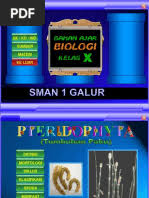 Image result for Siphonochilus kilimanensis