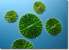 Image result for Micractis