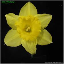 Carlton 2 Y Y Percival D Williams 1927 England Uk Photo 20 279 Brenda Lyon New South Wales Australia Narcissus Bulbs Fall Plants Daffodils
