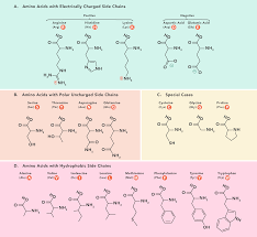 1) locate the first nitrogenous base (a, u, c, or g) of the codon you are translating. Essential Amino Acids Chart Abbreviations And Structure Technology Networks