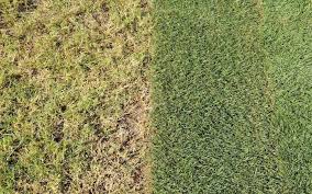 Overseeding is a method of seeding over top of an existing lawn. How To Repair A Lawn Seed Bare Patches Scotts