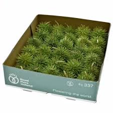 Image result for Cucumis hirsutus