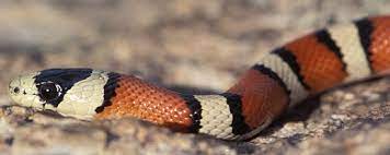 Seasons play a large role in the thermal regulation patterns of corn snakes, which is the main mechanism of digestion for snakes. Snakes Saguaro National Park U S National Park Service