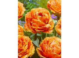 The touch of the title is massage action, and this is a fine introduction to that genre. Sensual Touch Green Garden Flower Bulbs