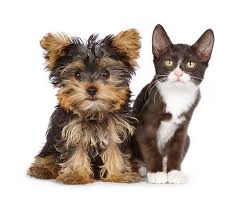 White Black And Brown Yorkie Dok 01 Rk0779 01 C Kimball Stock Yorkshire Terrier Puppy And Black And White Kitten Sitting On White Seamless Black White Kittens Yorkshire Terrier Puppies Cats Kittens