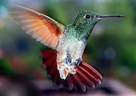 Buat kamu yang lagi bosan dengan menu makanan yang itu lagi itu lagi, mungkin sudah saatnya lidah kamu nyobain makanan khas china. Apa Yang Kelajuan Maksimum Hummingbird Pacaran Perempuan