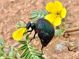 Image result for Buchnera chimanimaniensis