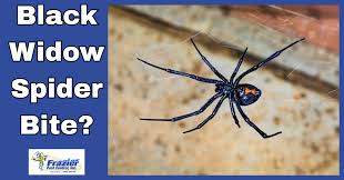 Image result for Tarantula Bite