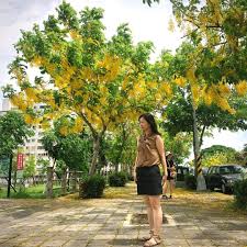 instagram 上的sherry 莊翊晨 前陣子在中部老家常看到整片黃金雨 黃色的花朵垂墜在樹枝上 隨風搖曳 令人忍不住想與它們來張合照 它們的花期在5月 經過查詢才發現 原來阿勃勒是泰國的國花耶 拍照當天豔陽高照 眼睛根本睜不開xdd famous places places to