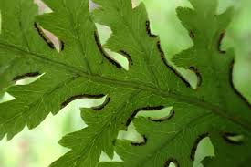 Image result for Pteris auquieri
